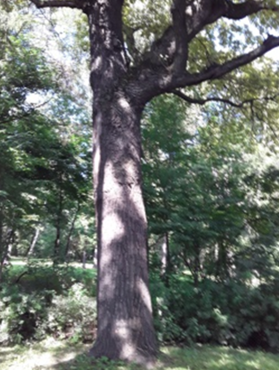 Тот самый дуб