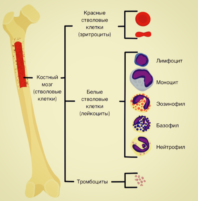 В костном мозге вырабатываются гемопоэтические стволовые клетки, из которых в последующем образуются основные форменные элементы крови. Урощенная схема кроветворения