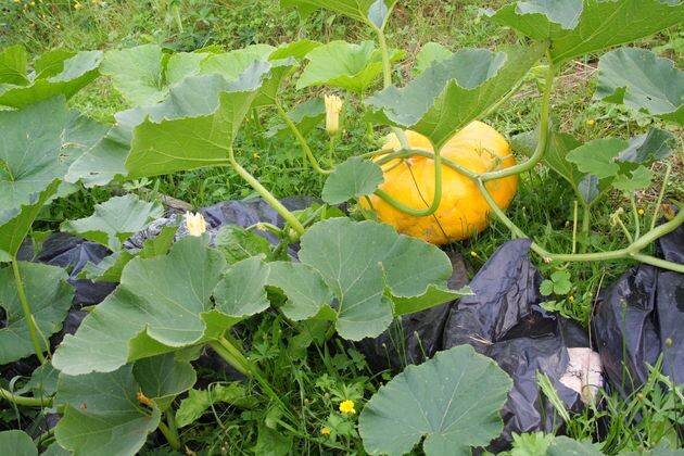  Самая сладкая тыква