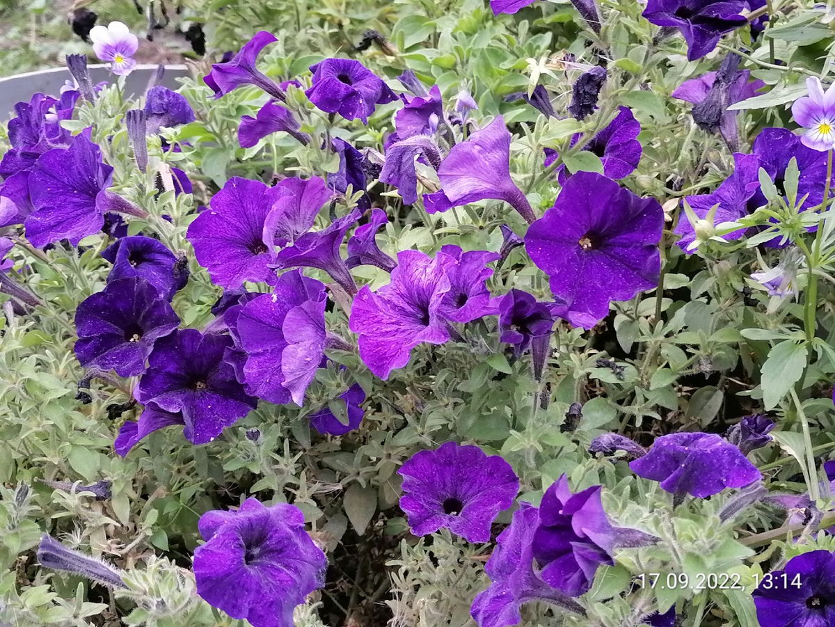 Петуния Водопадия, фото автора