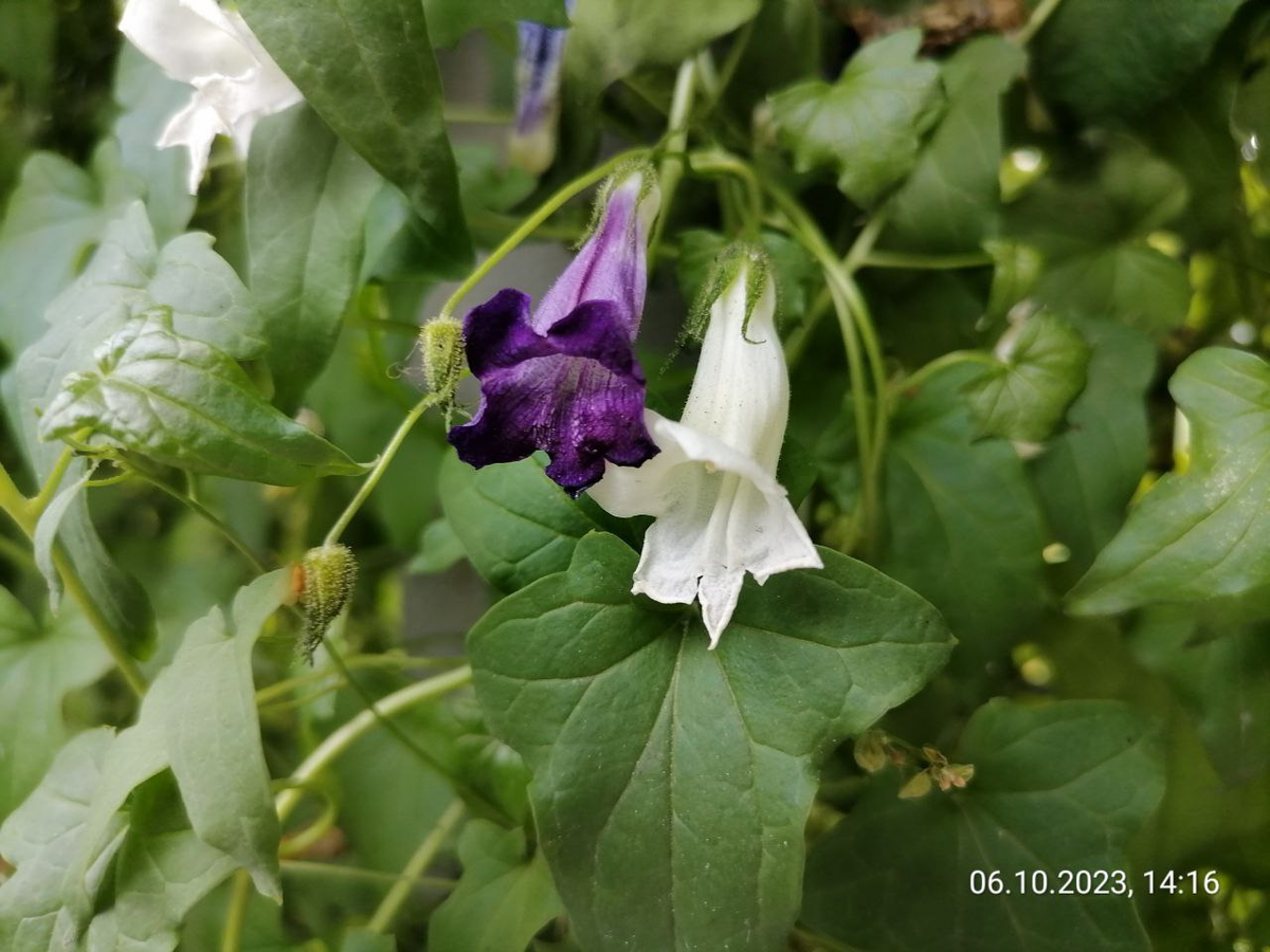 Азарина цветет даже на холоде, живем в Сибири, фото автора