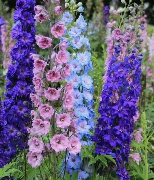 Дельфиниум