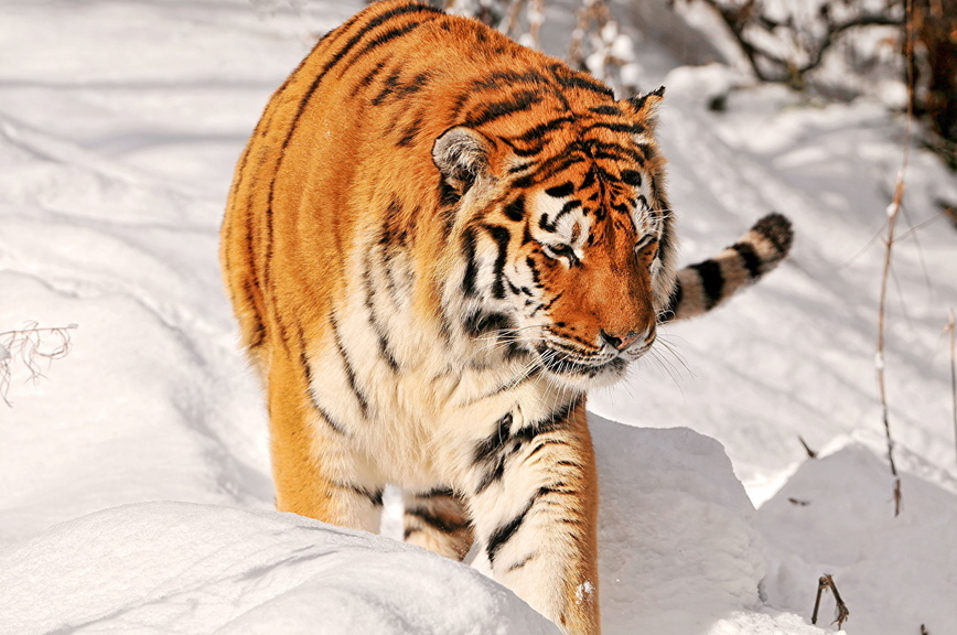     Фото: 1zoom.ru