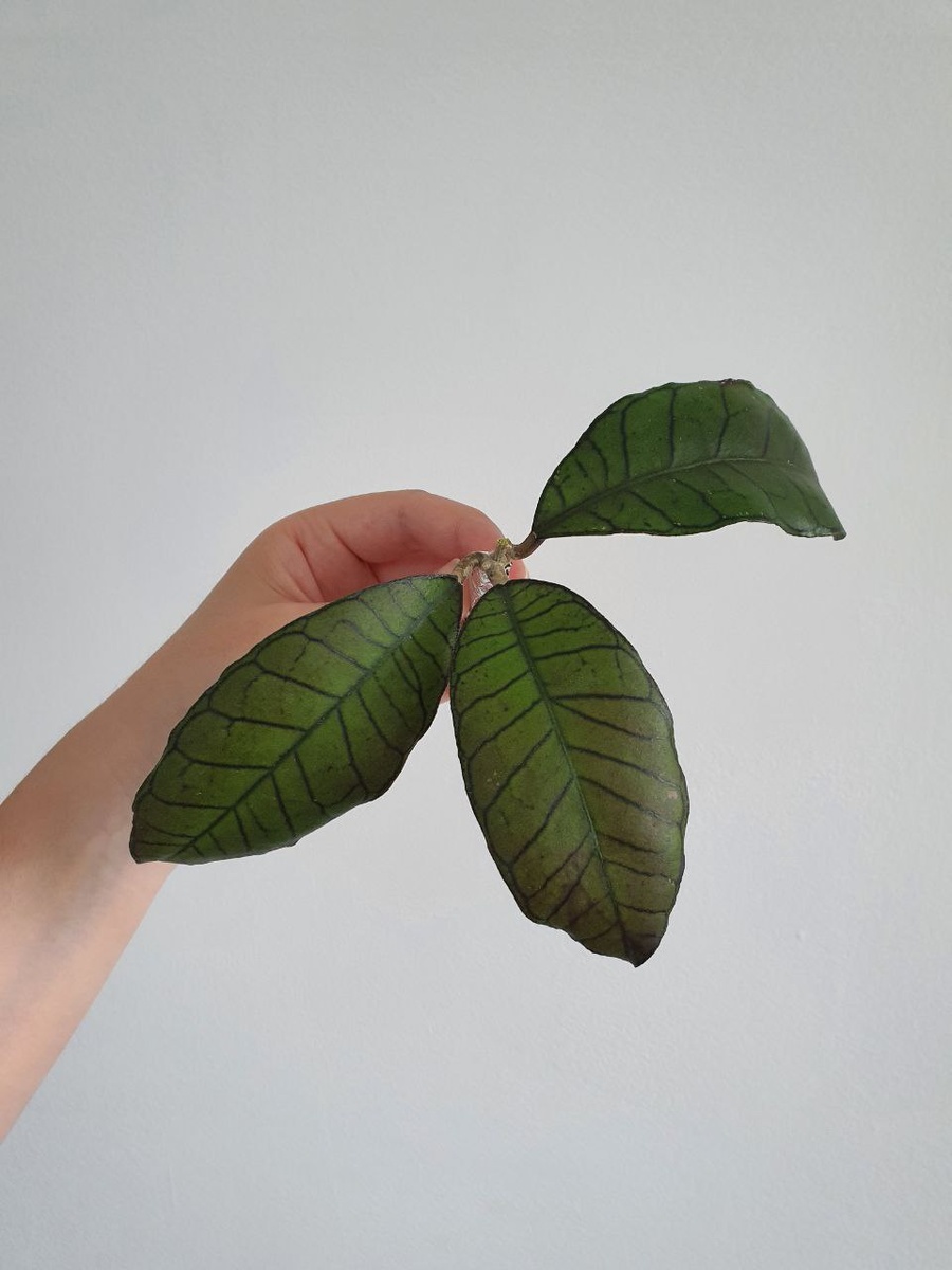 Хойя Борнео Гунунг Гадинг (август, 2024)