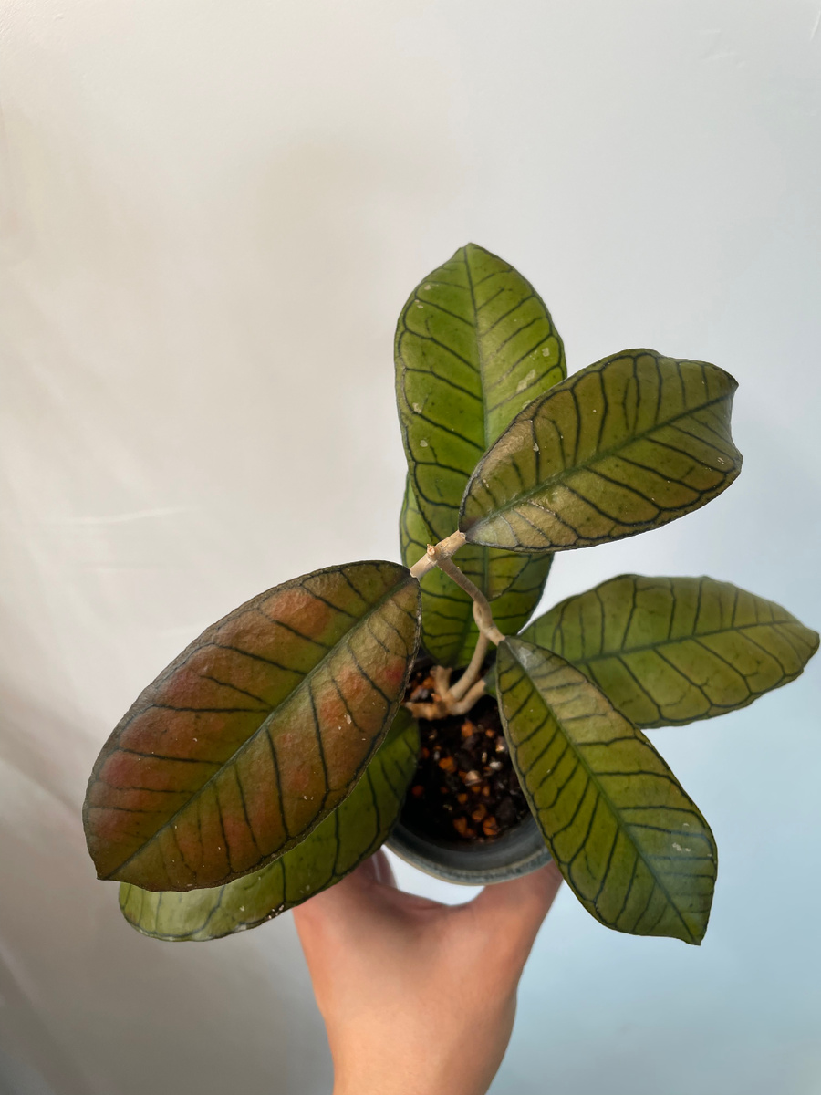 Хойя Борнео Гунунг Гадинг (январь, 2025)