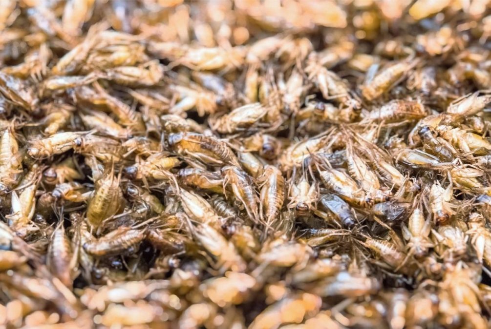    Насекомых в блюдах европейской кухни, видимо, будет становиться все больше