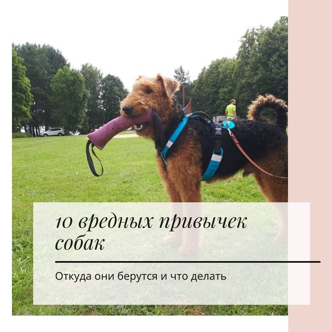 На фото: 10 вредных привычек собак, откуда берутся и что делать, кинолог Екатерина Кастрицкая, книга "Хорошая собака плохой породы не бывает"