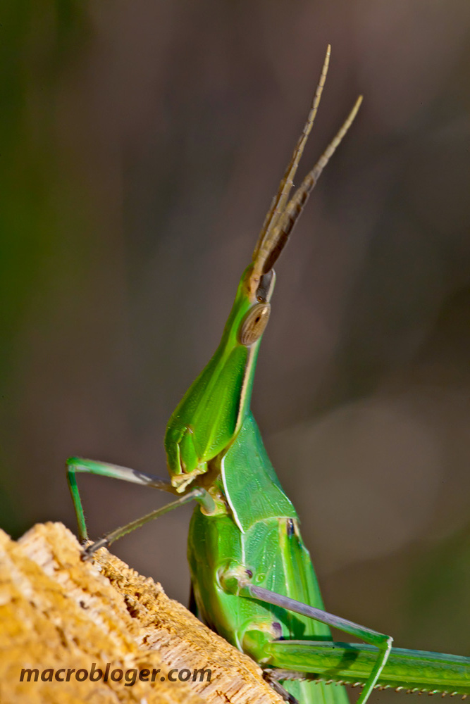 Акрида (Acrida bicolor)