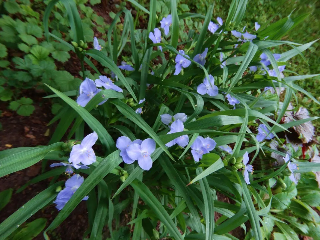 Традесканция виргинская (Tradescantia virginiana). Все фото автора.