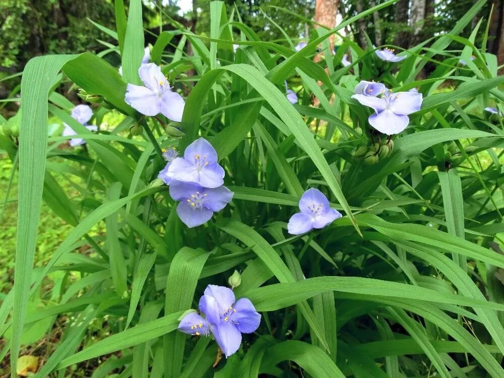 Традесканция виргинская (Tradescantia virginiana). 