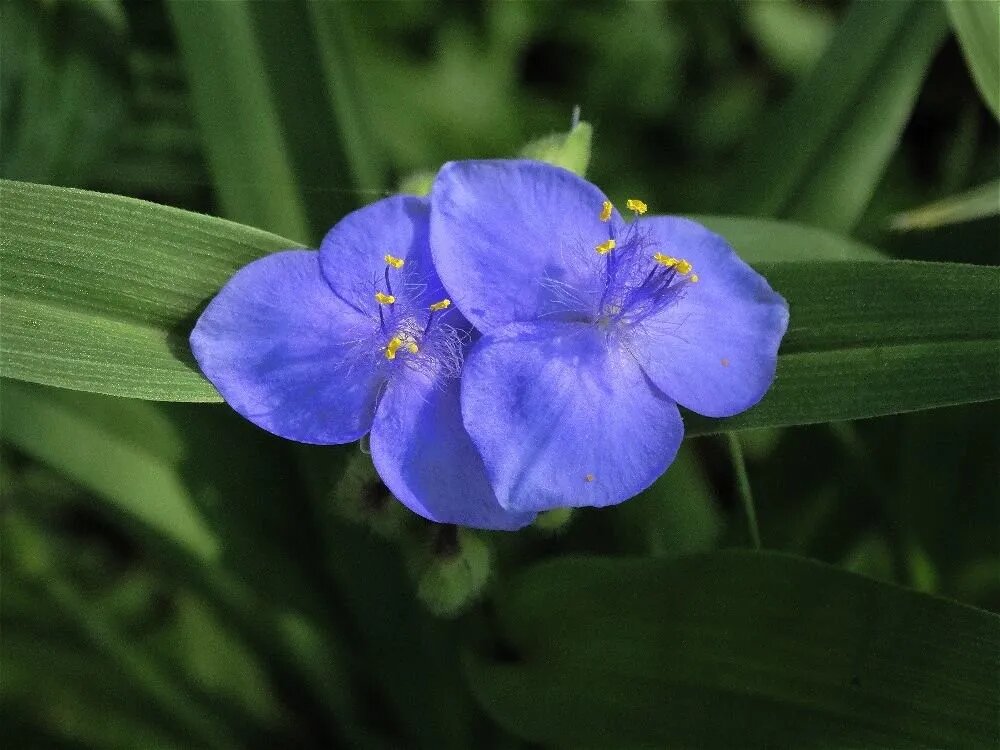 Традесканция виргинская (Tradescantia virginiana). 