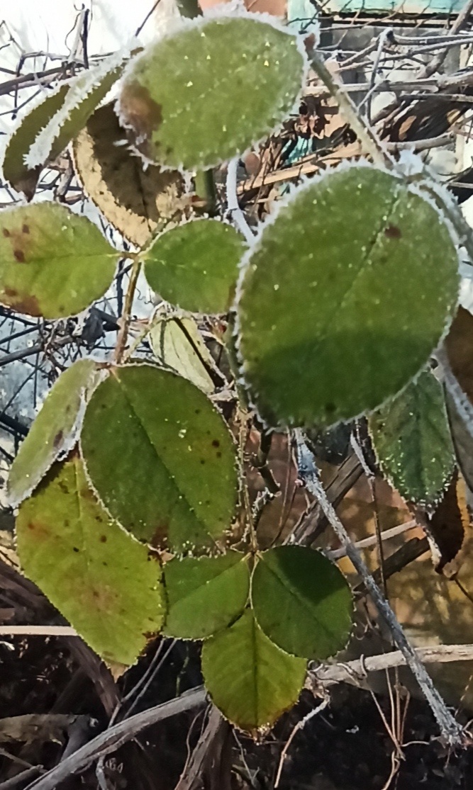 В начале февраля зелёные листья на розе.