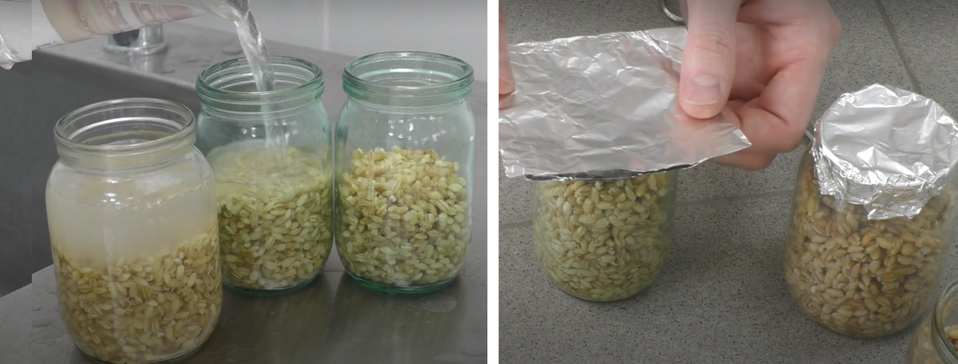 Как микробиолог, рассказываю о выращивании триходермы для защиты растений своими руками, даю подробное руководство с фото процесса