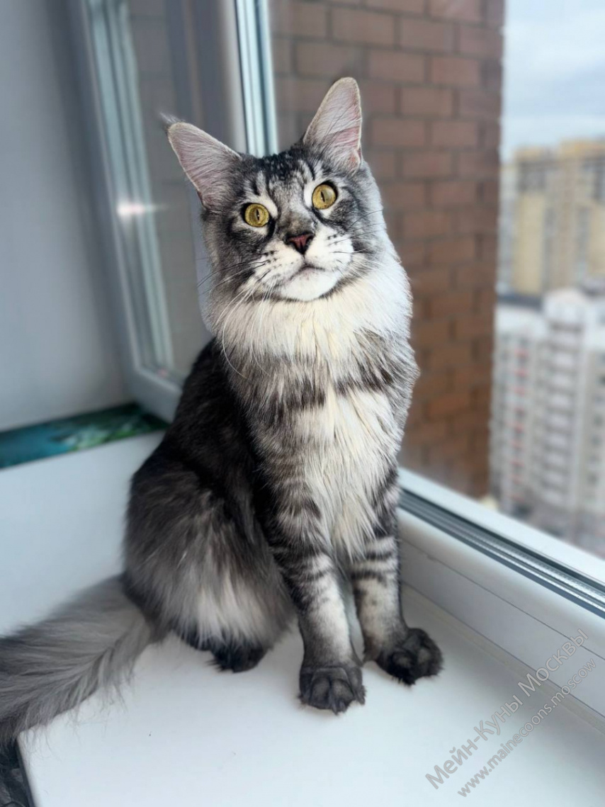 Ириска, свежее фото, такая она прям сейчас.