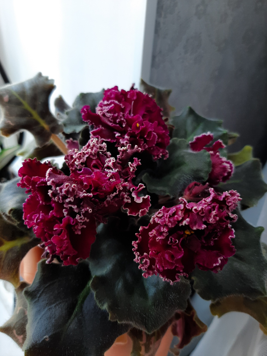 ЛФ-Фея огня. Фото автора.