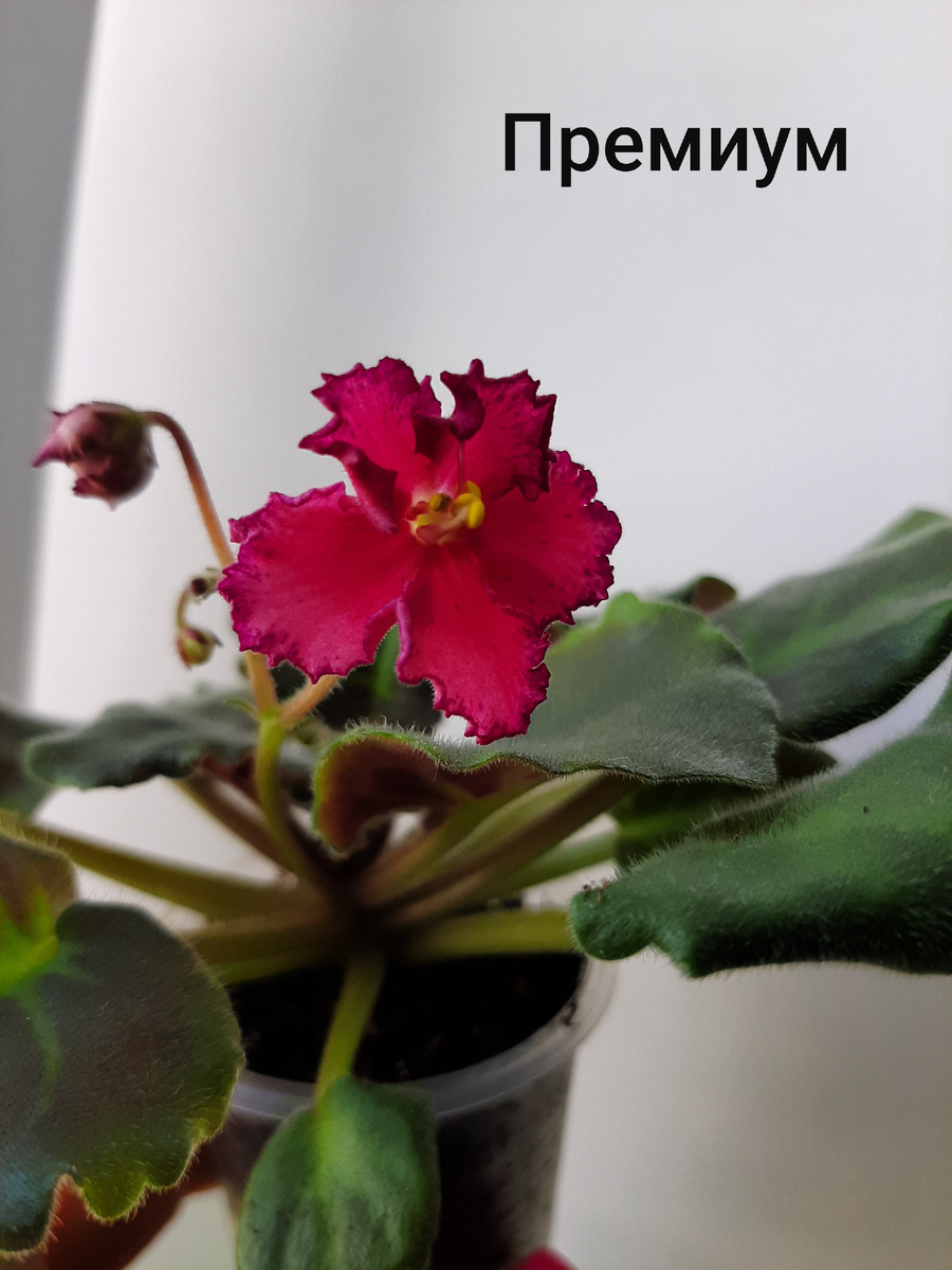 Фото автора. Первый робкий цветок на РС-Премиум