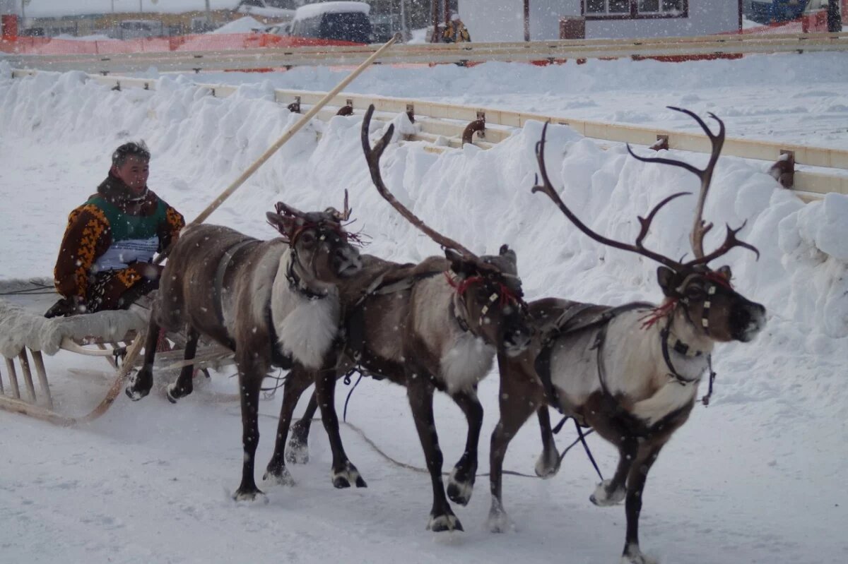    Камчатские оленеводы могут воспользоваться бесплатной юридической помощью