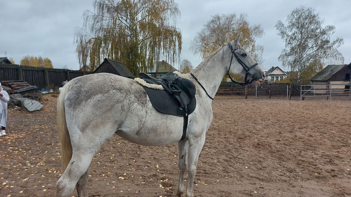 Мне досталась лошадь по кличке "Сирень"