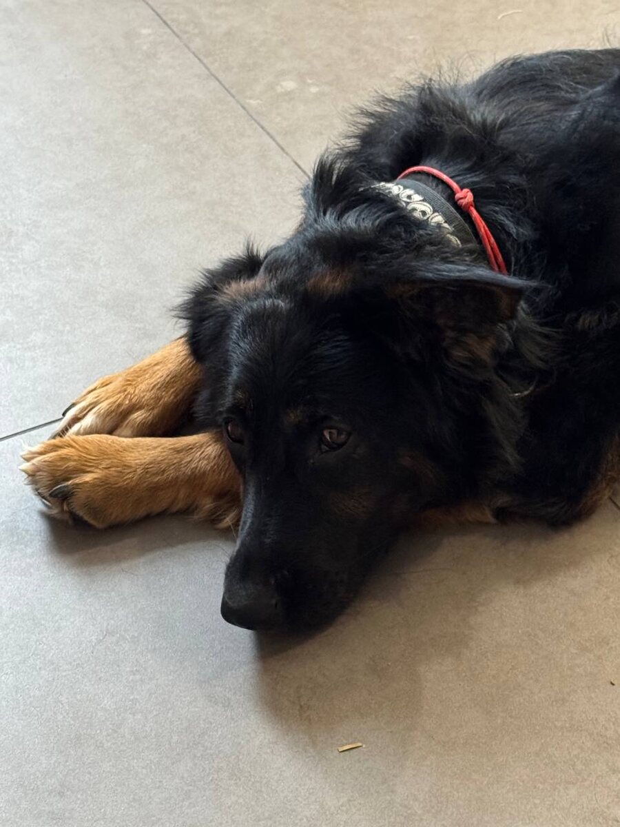 Чак не очень понимает про все перемещения. Но понимает, что наверное так надо