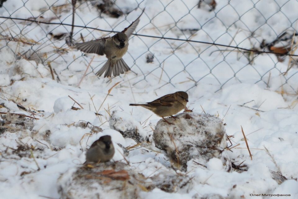    Птицы в Алтайском заповеднике в январе 2025 года. Источник: altzapoved.ru