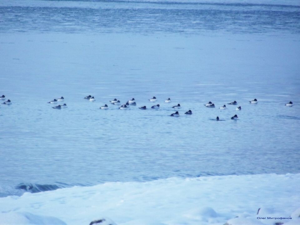    Птицы в Алтайском заповеднике в январе 2025 года. Источник: altzapoved.ru