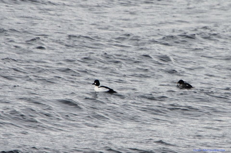    Птицы в Алтайском заповеднике в январе 2025 года. Источник: altzapoved.ru