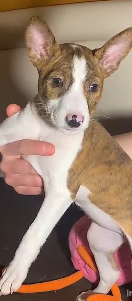 ТуТ Лоре 2 месяца фото от заводчика.