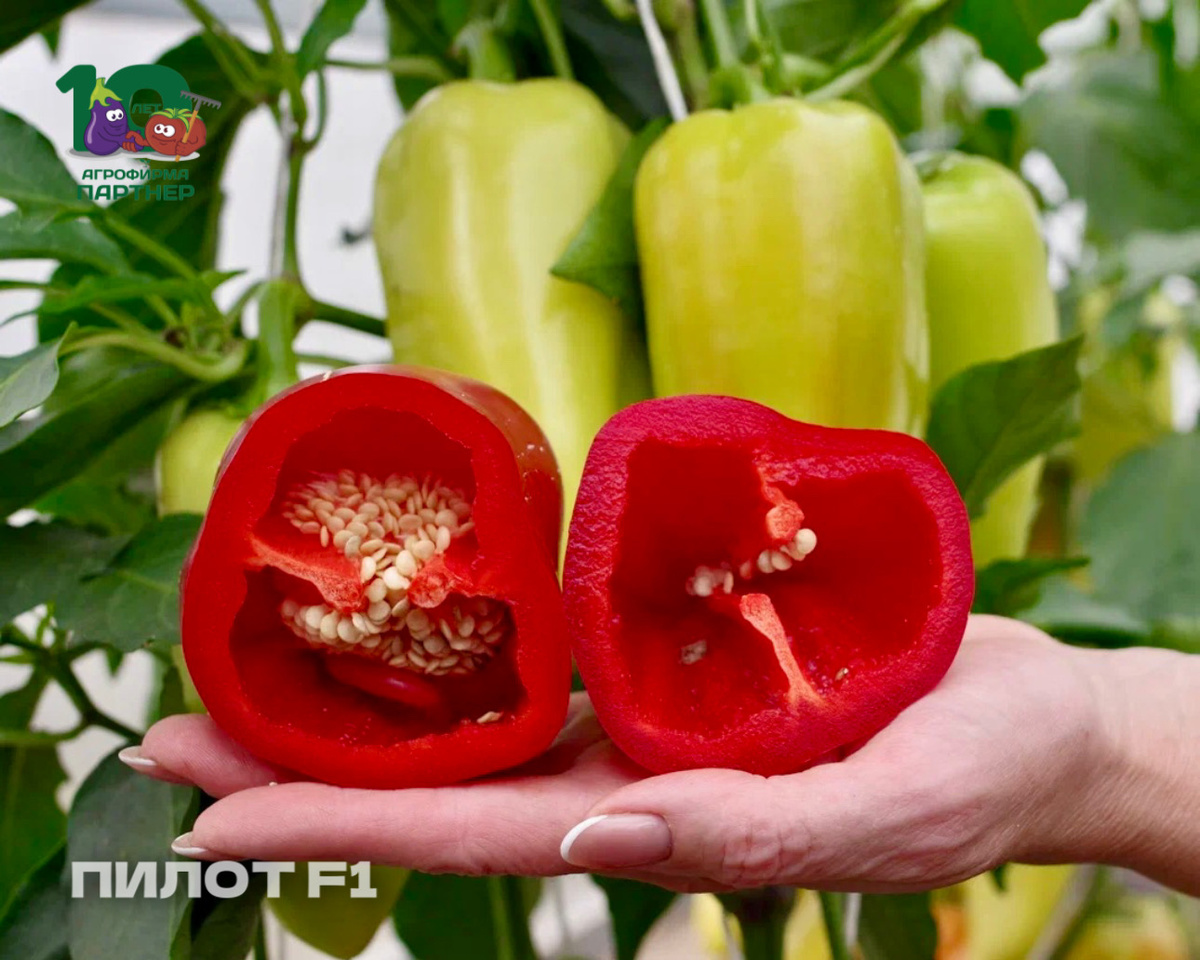 Фаршированные перцы — это классика, которая всегда радует вкусом и удобством приготовления. Чтобы ваше блюдо получилось сочным, ароматным и эстетичным, важно выбрать правильный сорт или гибрид.

Мы сделали подборку из пяти перцев, которые идеально подходят для фаршировки:

1️⃣ ПИЛОТ F1 Раннеспелый гибрид с плотными конусовидными плодами, длиной 12-15 см. Мякоть сочная, сладкая, с тонкой кожицей, которая отлично держит форму при запекании.