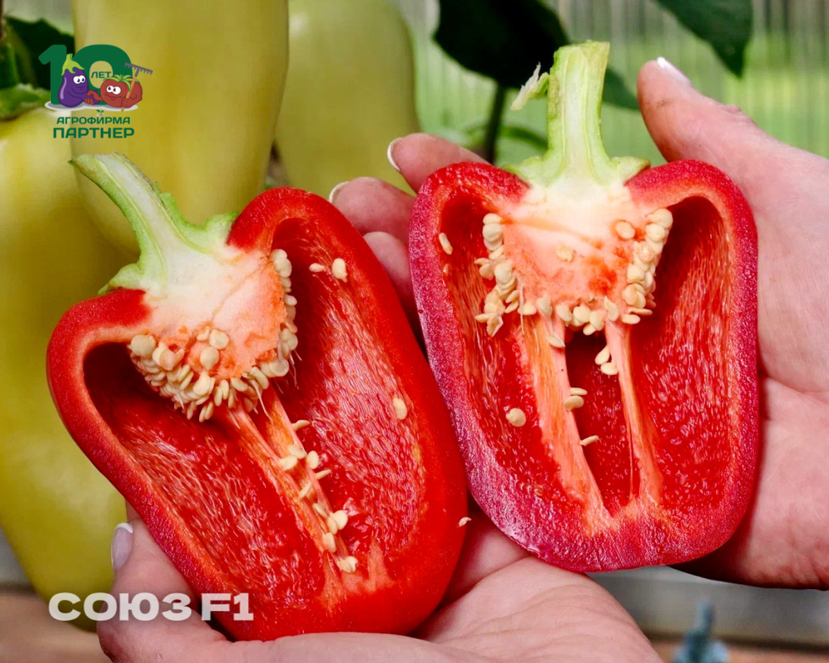 2️⃣ СОЮЗ F1 Перец с молочно-белыми плодами в технической спелости и ярко-красными в биологической. Стенки толщиной до 8 мм делают его идеальным для фаршировки.
