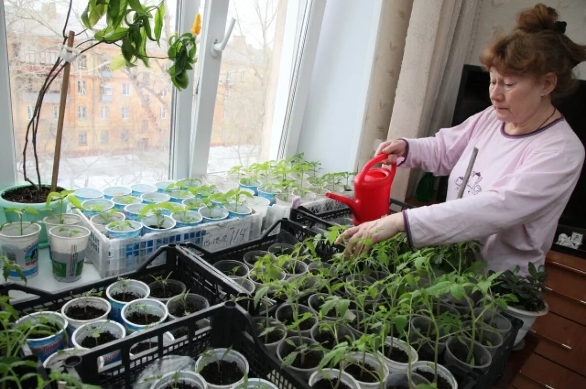    Семена года.