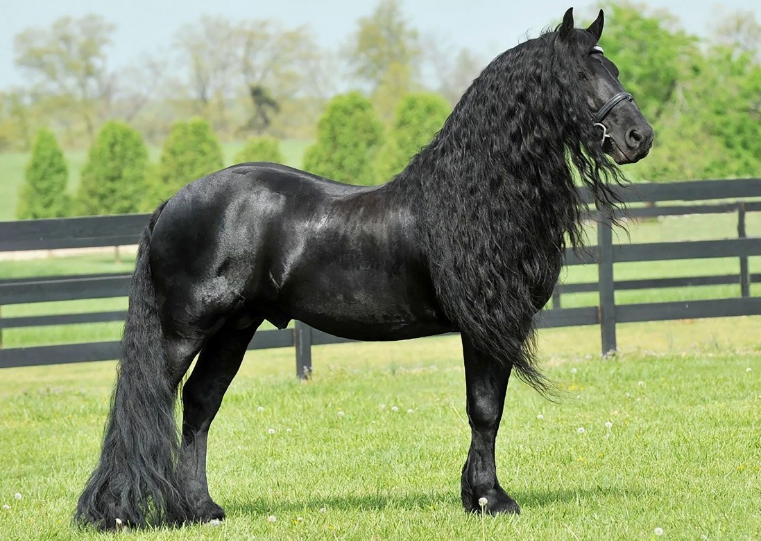 Фризская лошадь