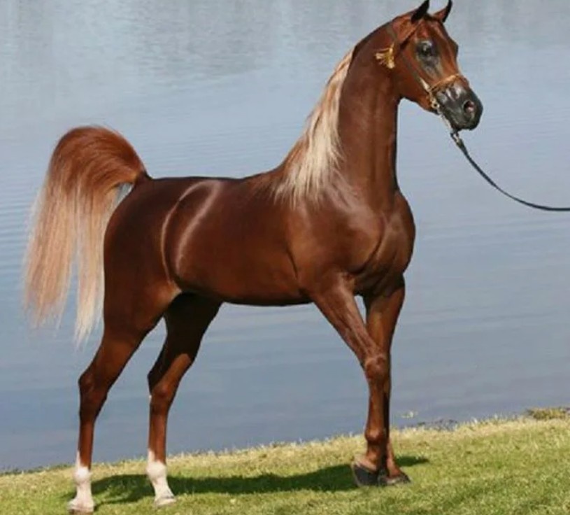 Лошадь породы арабская чистокровная