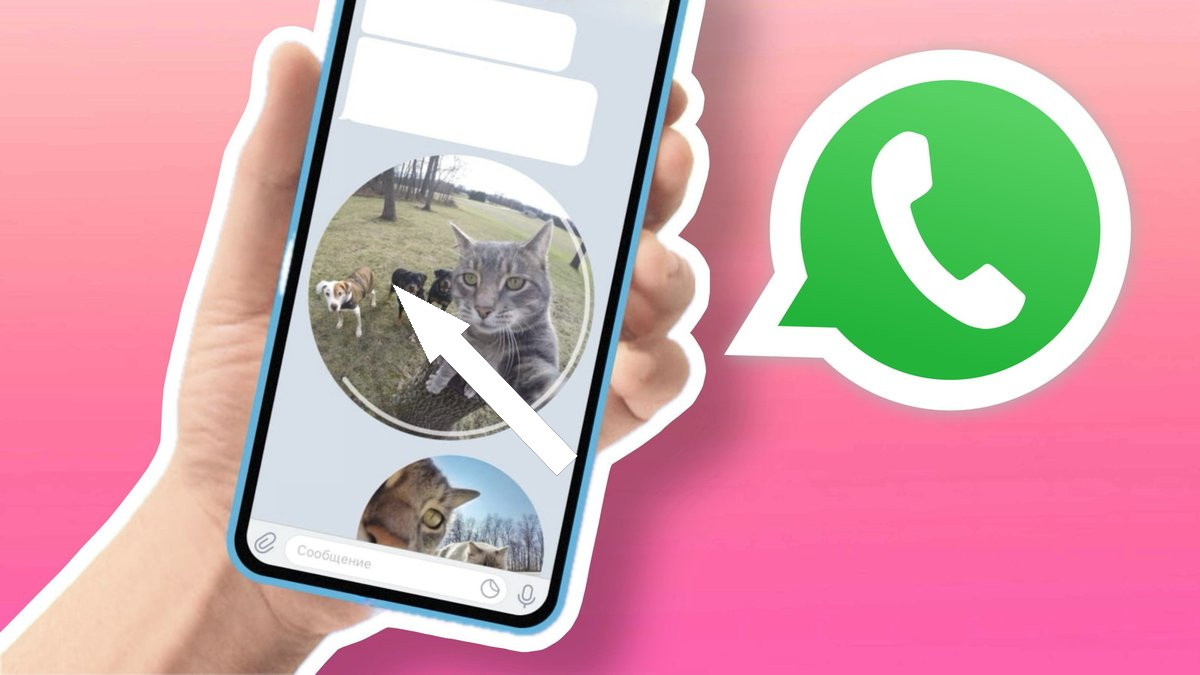    Как оставить кружочек в WhatsApp и удивить друзей