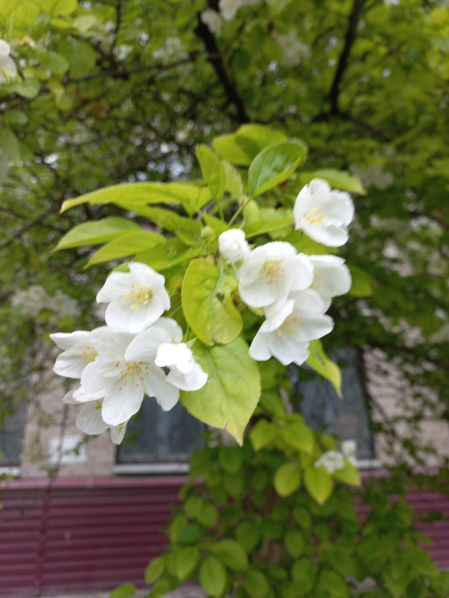 Яблони в цвету