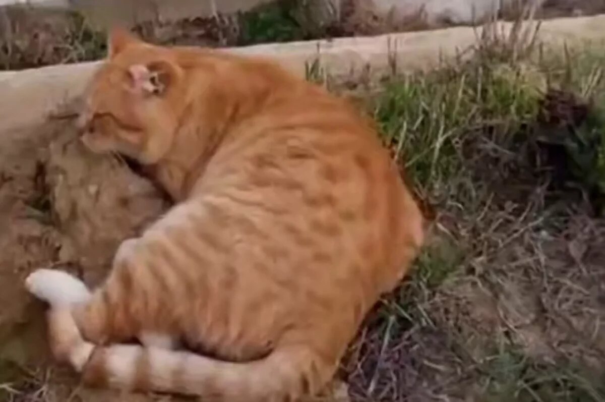    Забрали с кладбища.