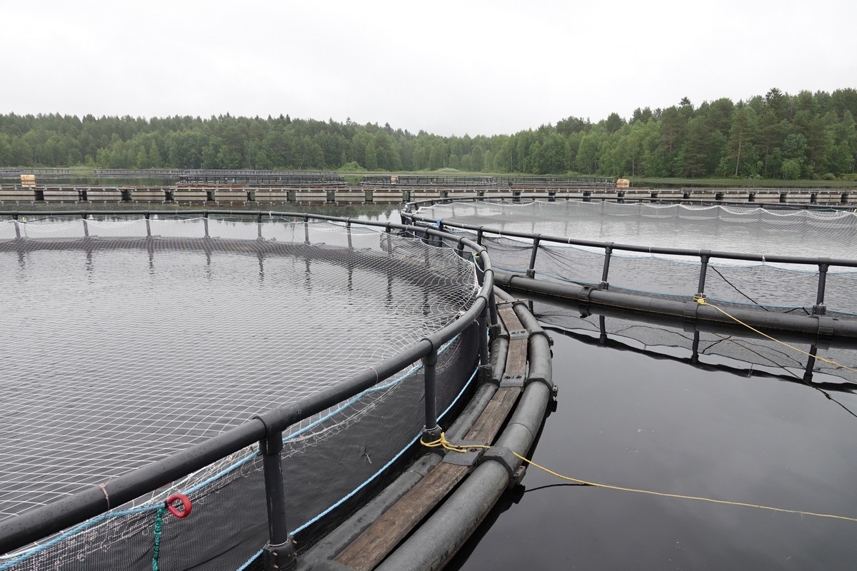    На форелевом хозяйстве ООО «Кала я марьяпоят». Фото: "Республика"/Максим Смирнов