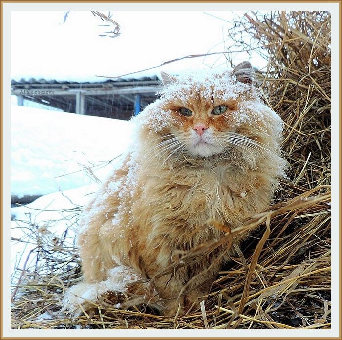 "  В ХОЛОДА, В ХОЛОДА..." ФОТО ИЗ СЕРИИ ПРО СУРОВЫХ СИБИРСКИХ КОТИКОВ И КОШЕК ОТ АЛЛЫ ЛЕБЕДЕВОЙ