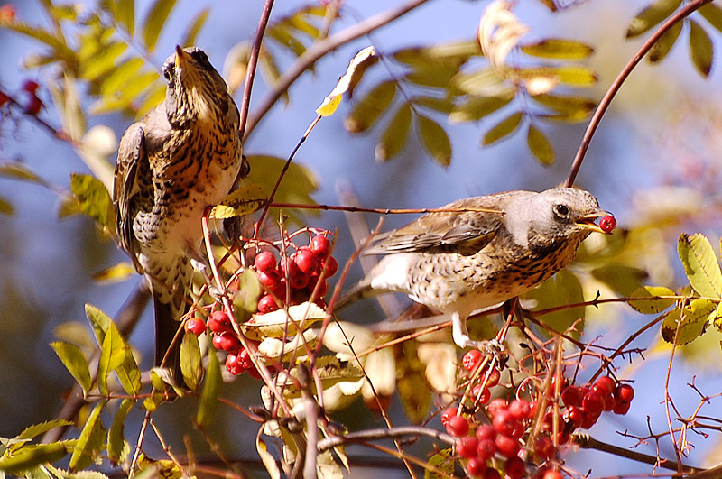 Дрозды рябинники  (Фото Екатерины Смирновой)