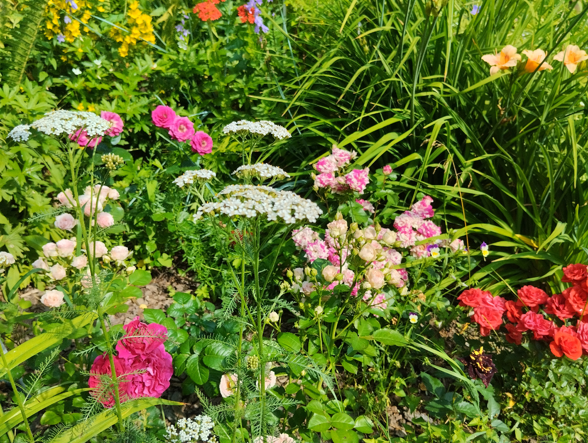 Тысячелистник обыкновенный видовой в розариях >>>