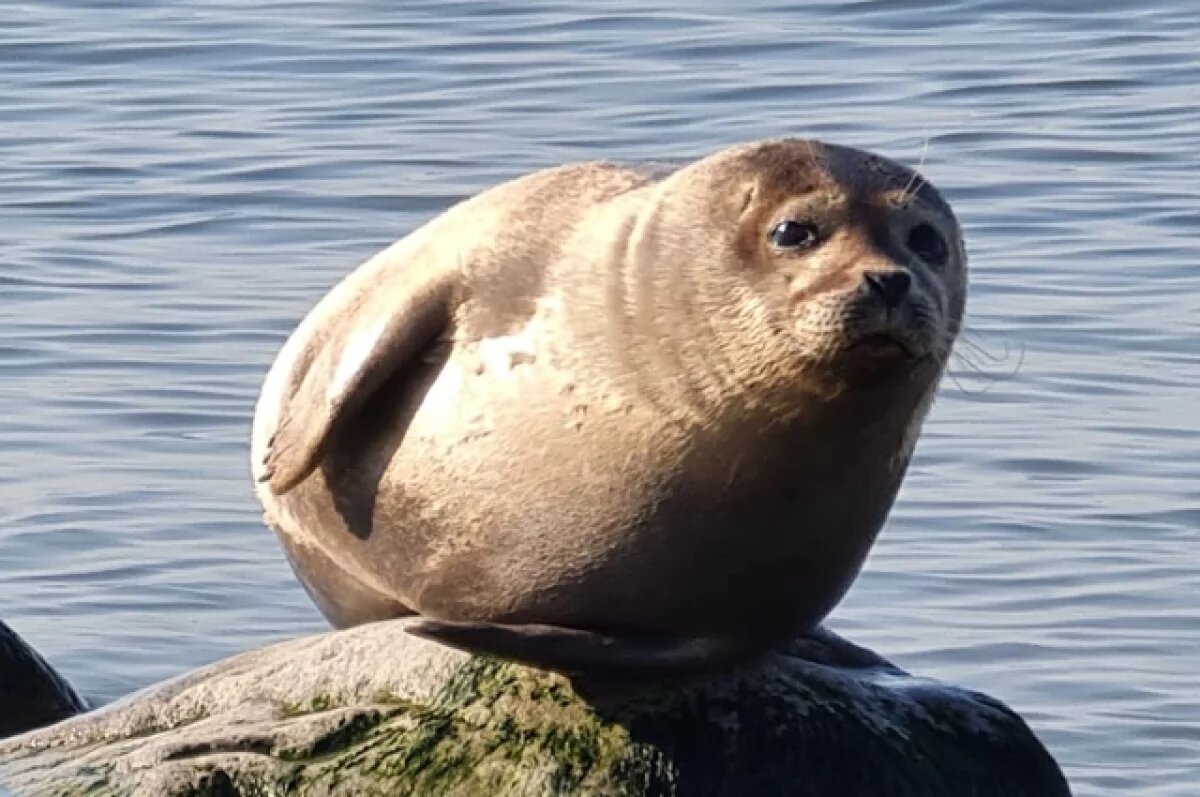    В Нидерландах постояльцы отеля обнаружили в номере спящего тюленя