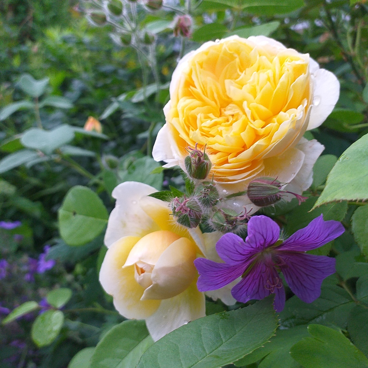 роза Чэрити, фото автора