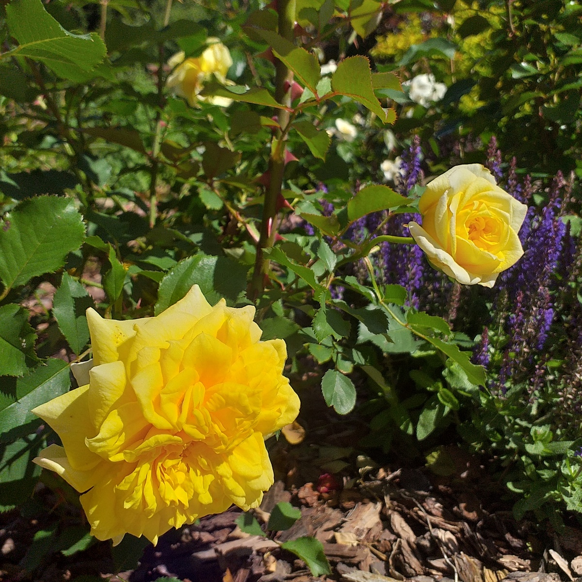 роза Штернталер, фото автора