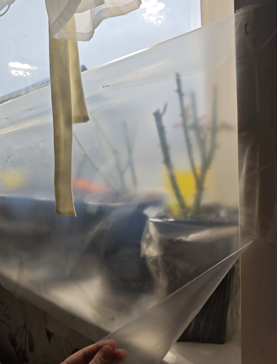 Саженцы роз, посаженные 31.01.2025 г