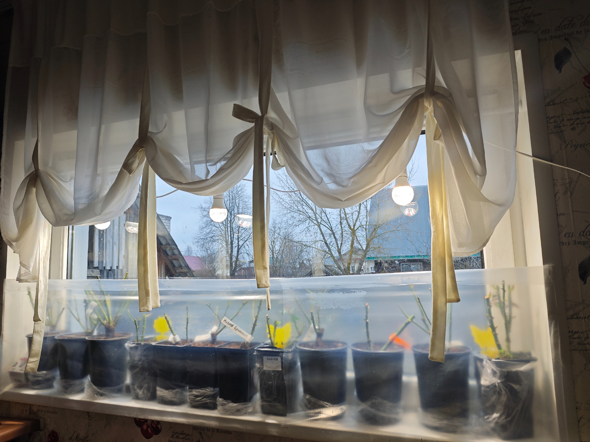 Перенесла розы из теплицы в дом 4.02.2025 г