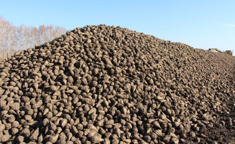    Алтайский край - российский лиде по урожайности сахарной свеклы 2024