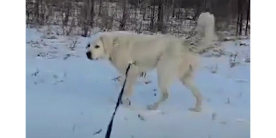 Брошенные в гараже собаки восстановились и готовы к новой жизни