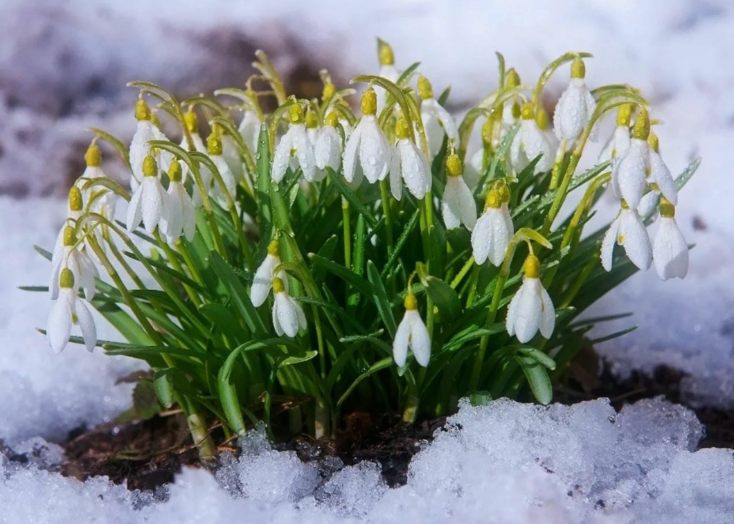 Галантус или подснежник, фото из открытого источника в Интернете 