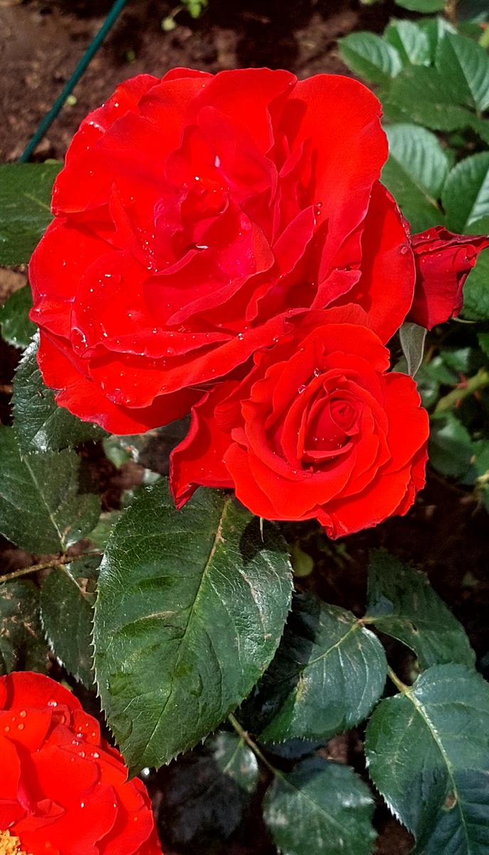 Корус. Флорибунда (пятна на листьях - обработка) 