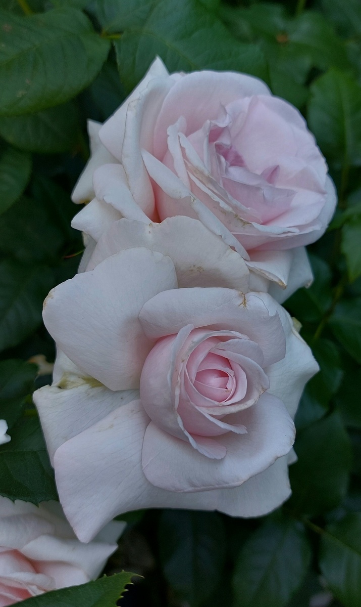 Бельмонте. Флорибунда