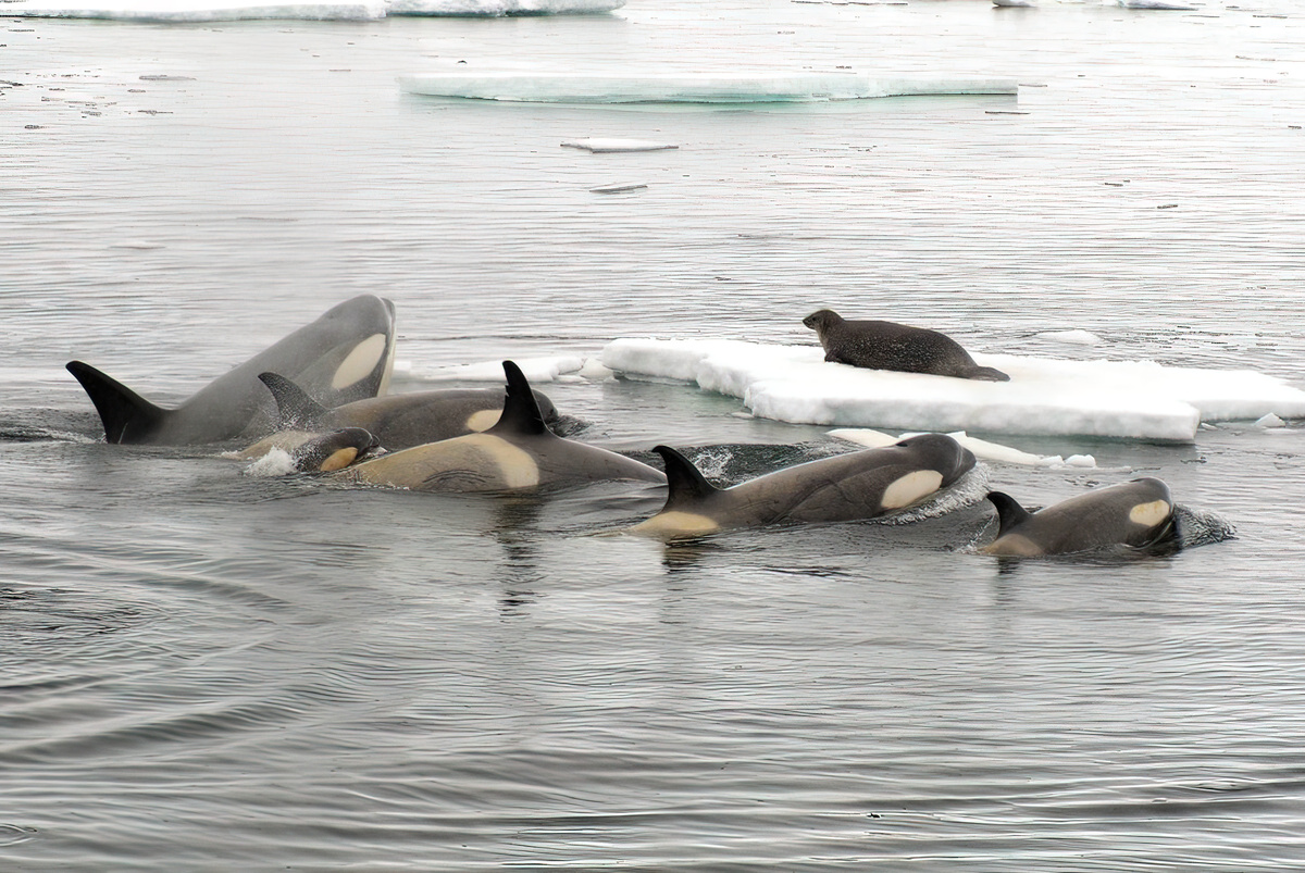 Касатки создают волну, что бы смыть тюленя со льдины
